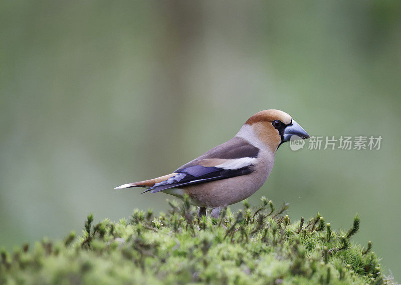 山雀（Coccothraustes coccothraustes）国际象棋